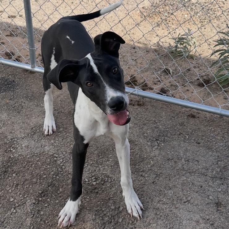 Delilah (Lyla), a Adoptable mixed breed in Midland, TX image 2/3