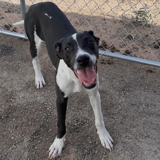 Delilah (Lyla), a Adoptable mixed breed in Midland, TX image 3/3