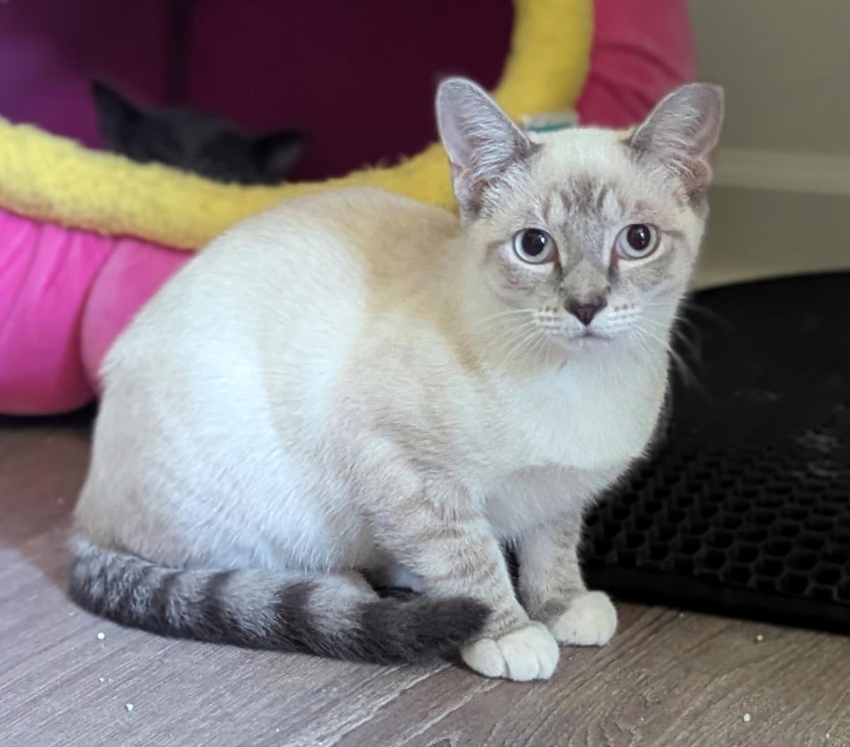 Cat Grooming Styles: Trendy Looks for Your Feline