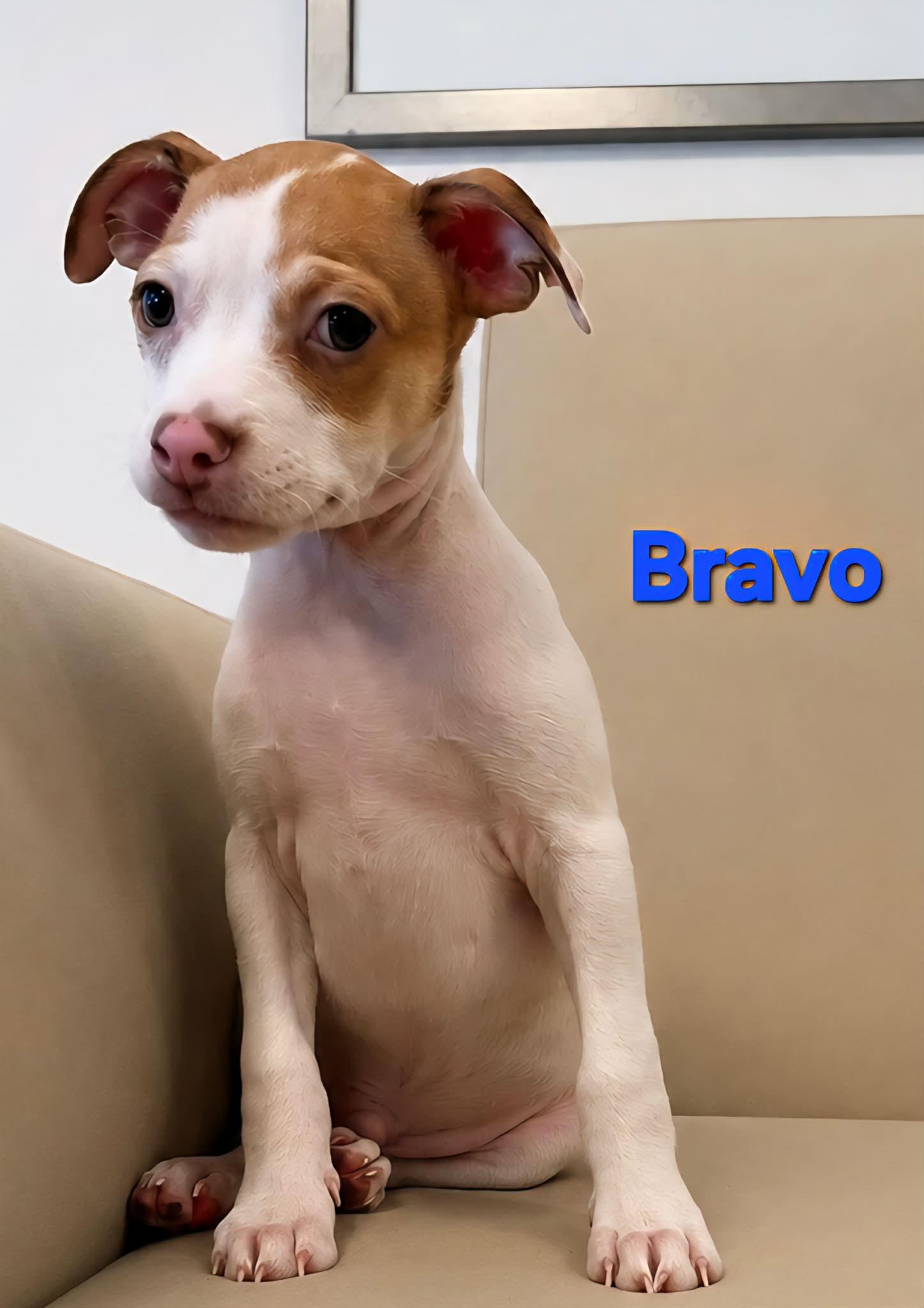 Tiffany Pup -Bravo, Adopted, Puppy Male Jack Russell Terrier & Chihuahua.