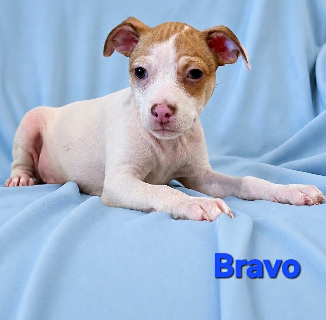 Enlarge Tiffany Pup -Bravo, a Adopted mixed breed in Pompano Beach, FL image 2/2