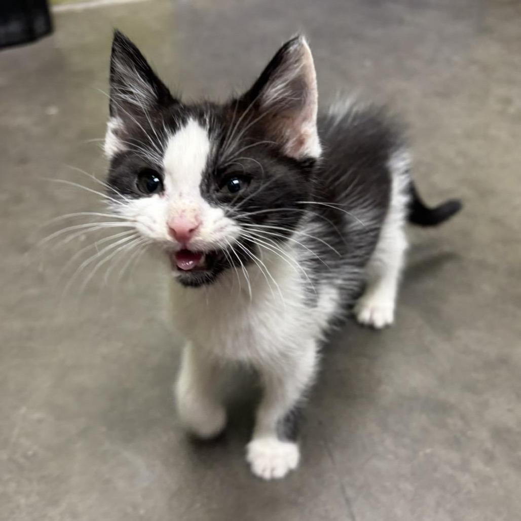 Milo, Adoptable, Kitten Male Domestic Short Hair.