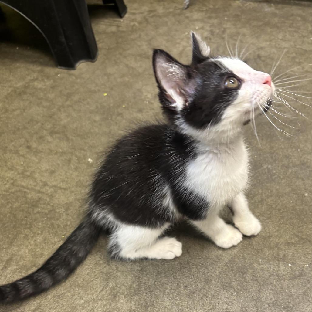 Enlarge Milo, a Adoptable Domestic Short Hair in Waynesburg, PA image 2/5