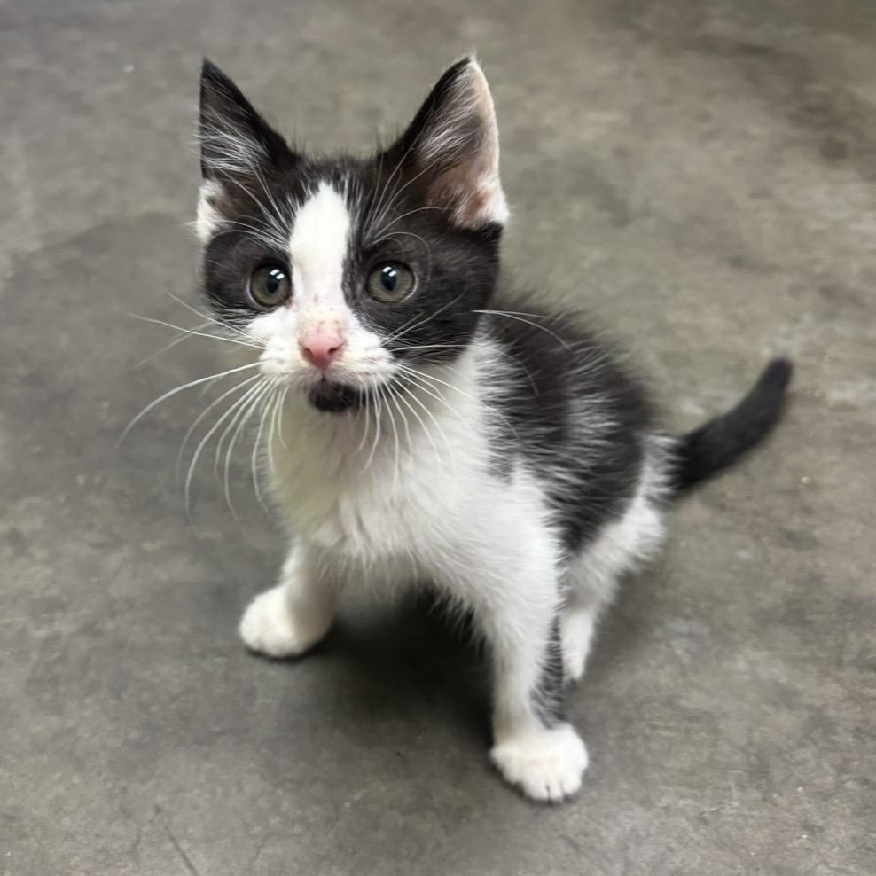 Enlarge Milo, a Adoptable Domestic Short Hair in Waynesburg, PA image 3/5