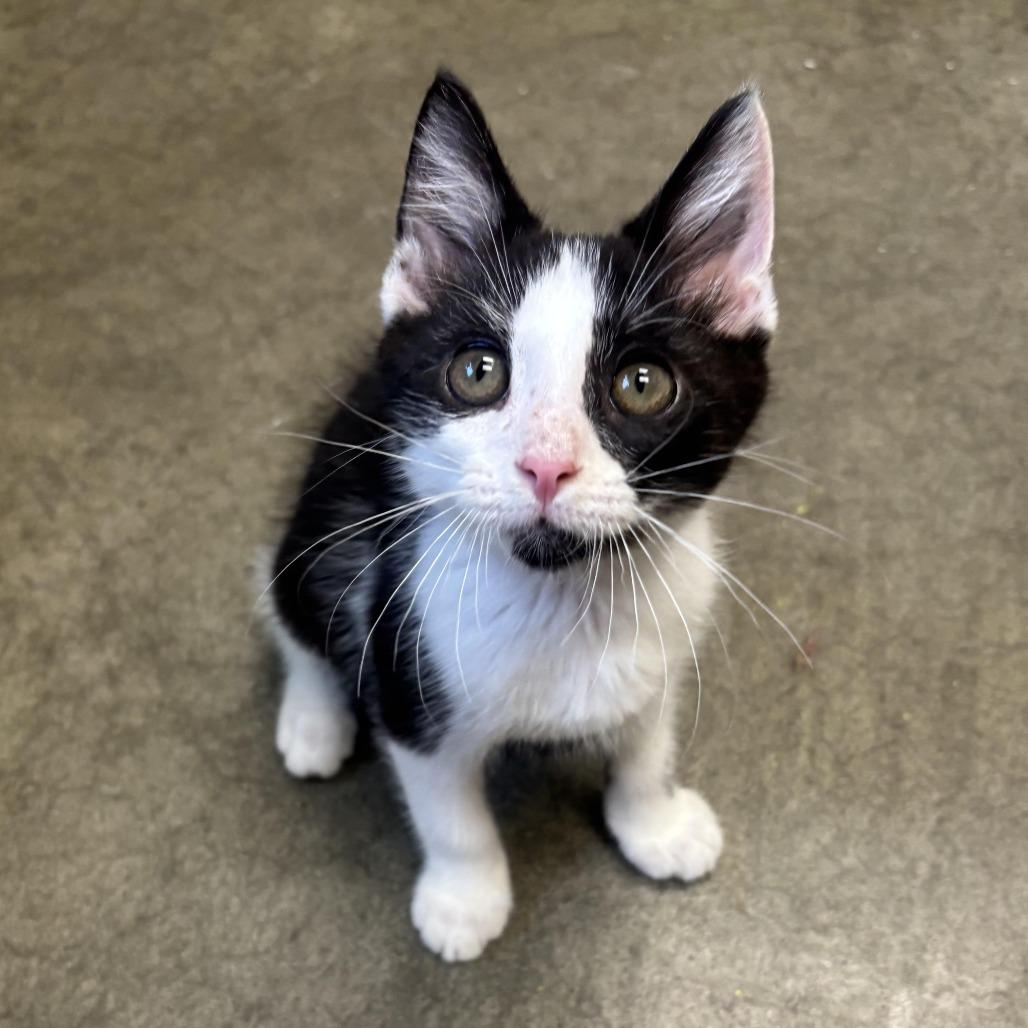 Milo, a Adoptable Domestic Short Hair in Waynesburg, PA image 4/5