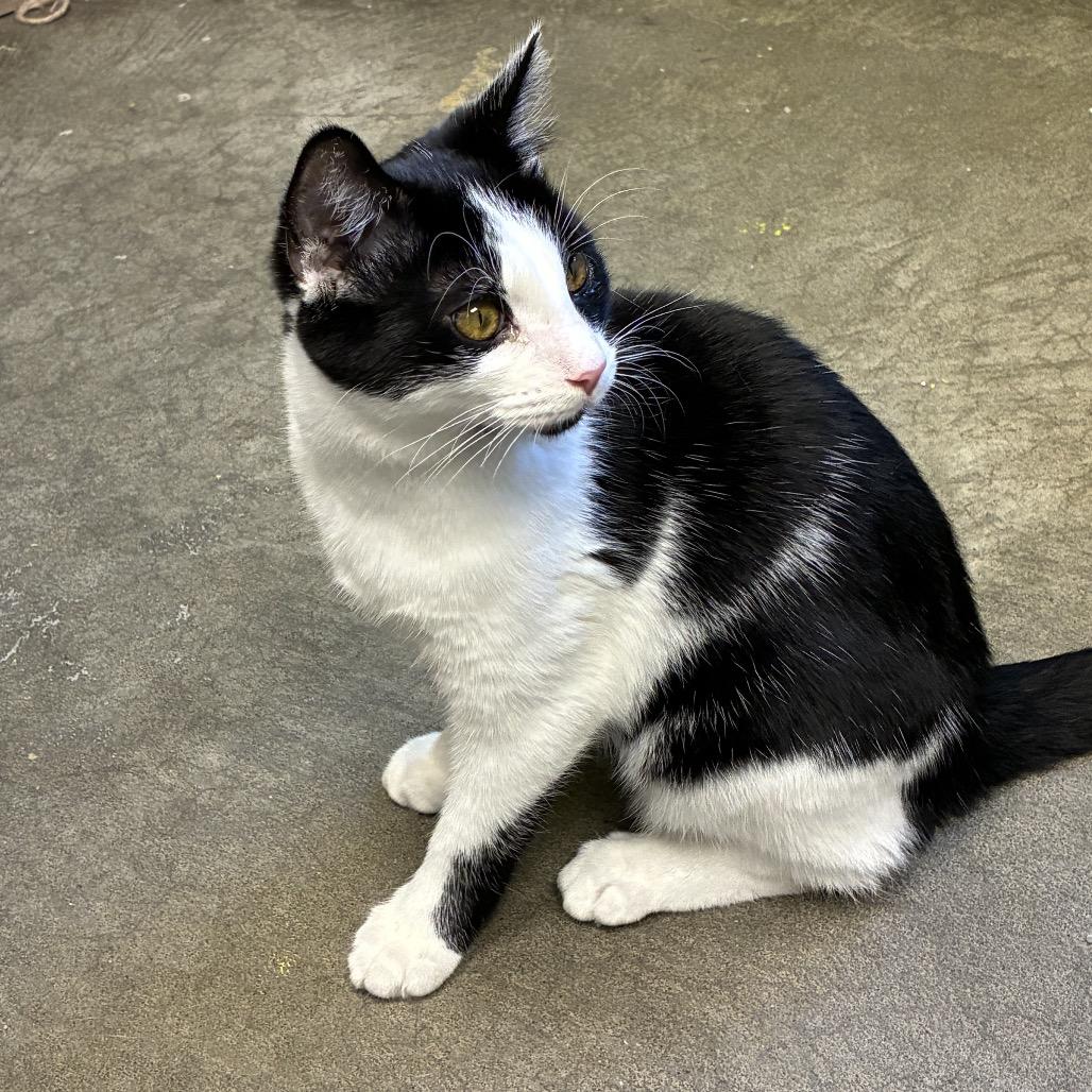Milo, Adoptable, Kitten Male Domestic Short Hair.