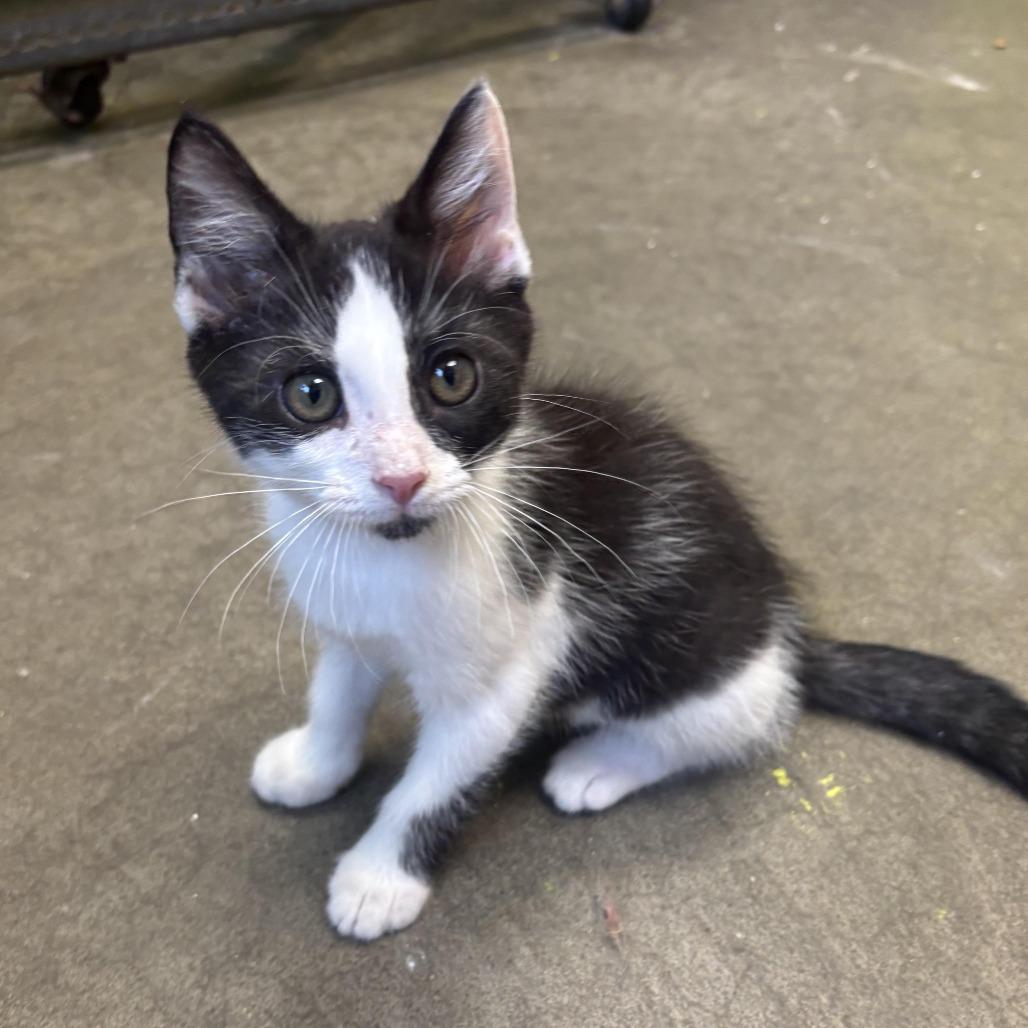 Milo, a Adoptable Domestic Short Hair in Waynesburg, PA image 5/5