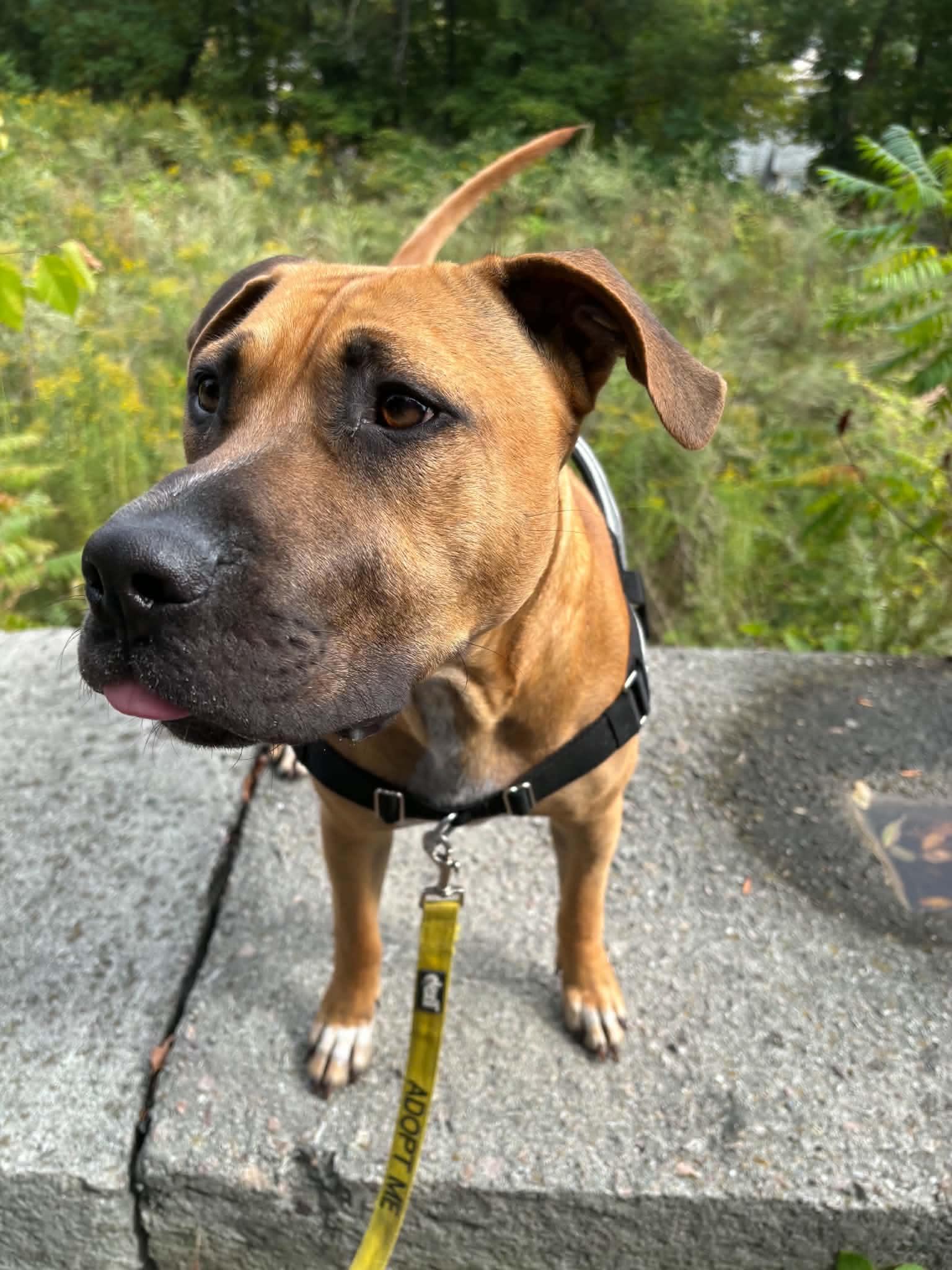 Kade, Adoptable, Puppy Male Mastiff & Labrador Retriever.