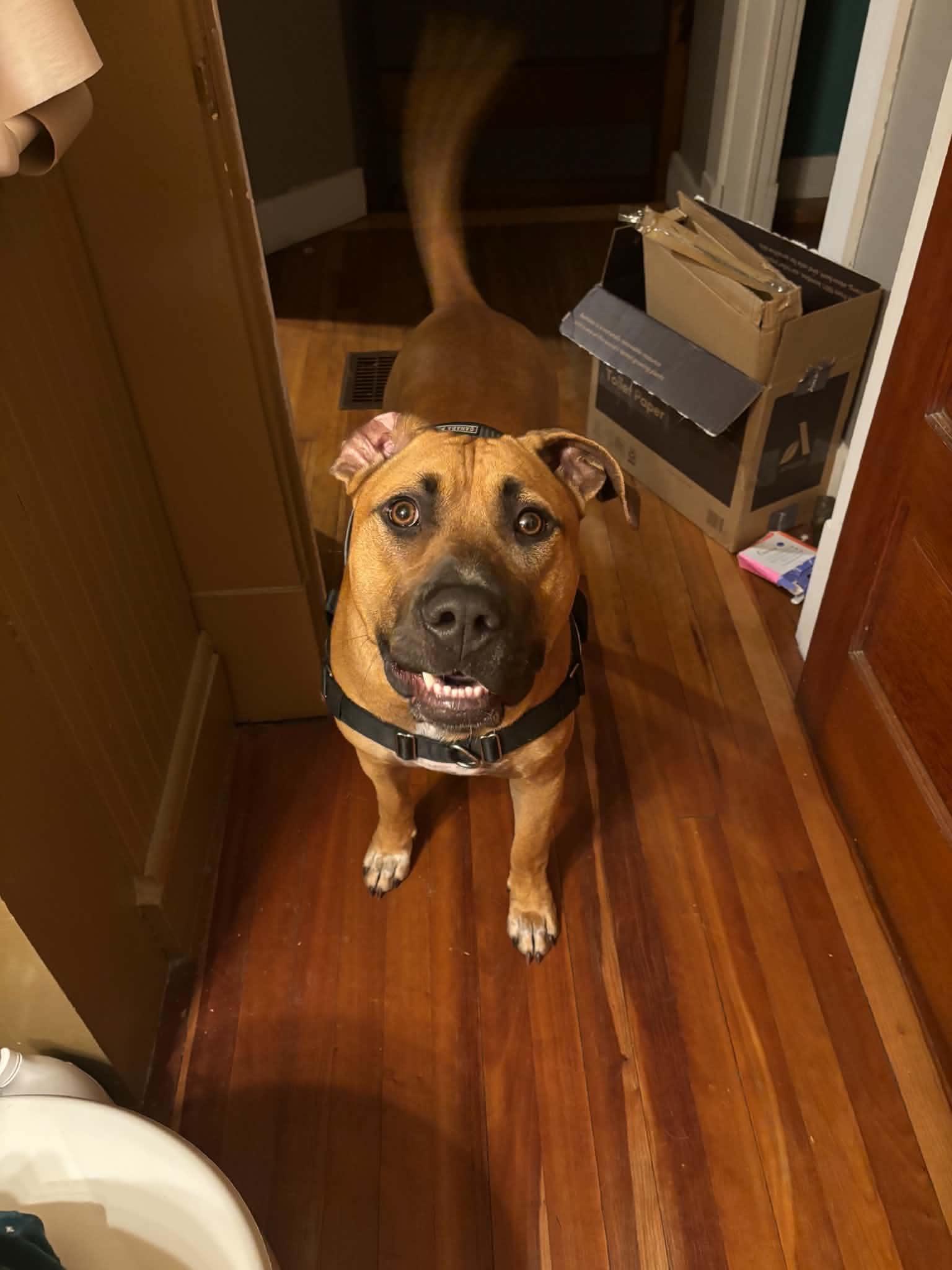 Enlarge Kade, a Adoptable mixed breed in Montpelier, VT image 3/3
