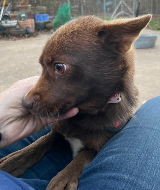 Enlarge Scotland, a ADOPTABLE Chihuahua in Memphis, TN image 2/4