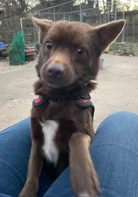 Enlarge Scotland, a ADOPTABLE Chihuahua in Memphis, TN image 3/4