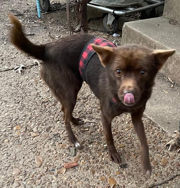 Scotland, ADOPTABLE, Adult Female Chihuahua.