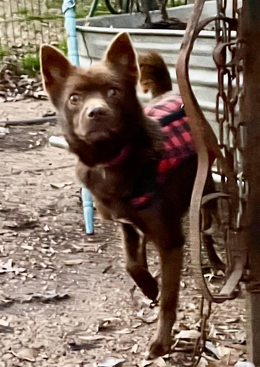 Enlarge Scotland, a ADOPTABLE Chihuahua in Memphis, TN image 4/4