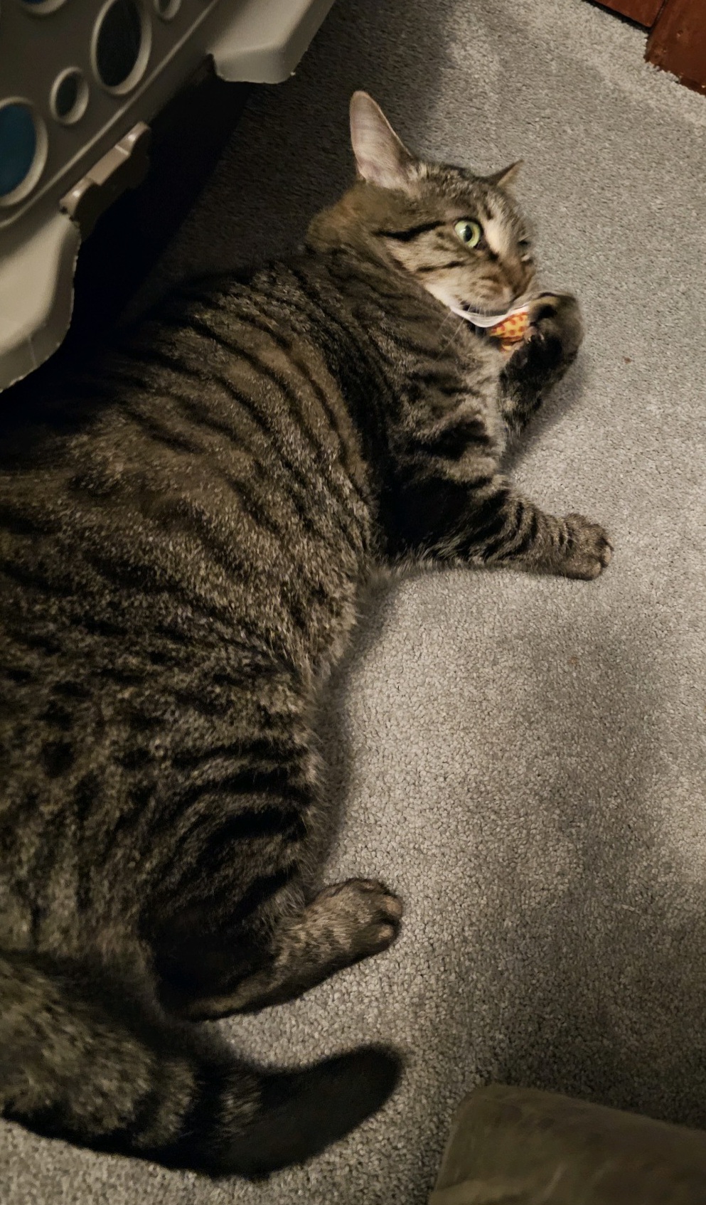 Lydia, a Adoptable mixed breed in Baltimore, MD image 6/8