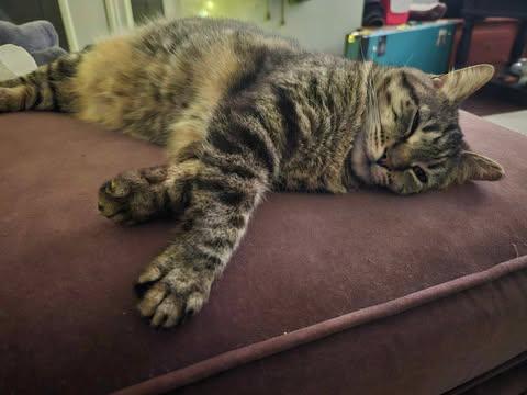 Lydia, a Adoptable mixed breed in Baltimore, MD image 2/8