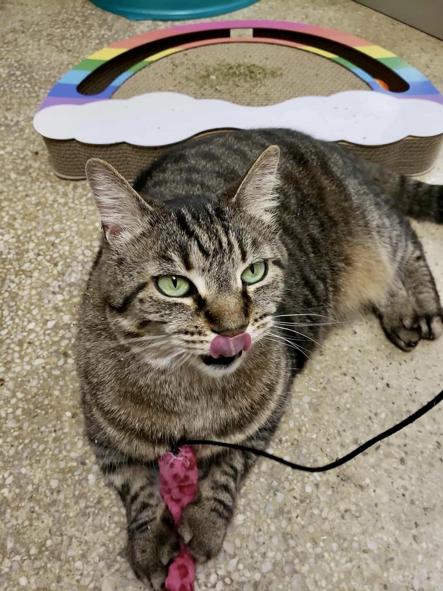 Lydia, a Adoptable mixed breed in Baltimore, MD image 4/8