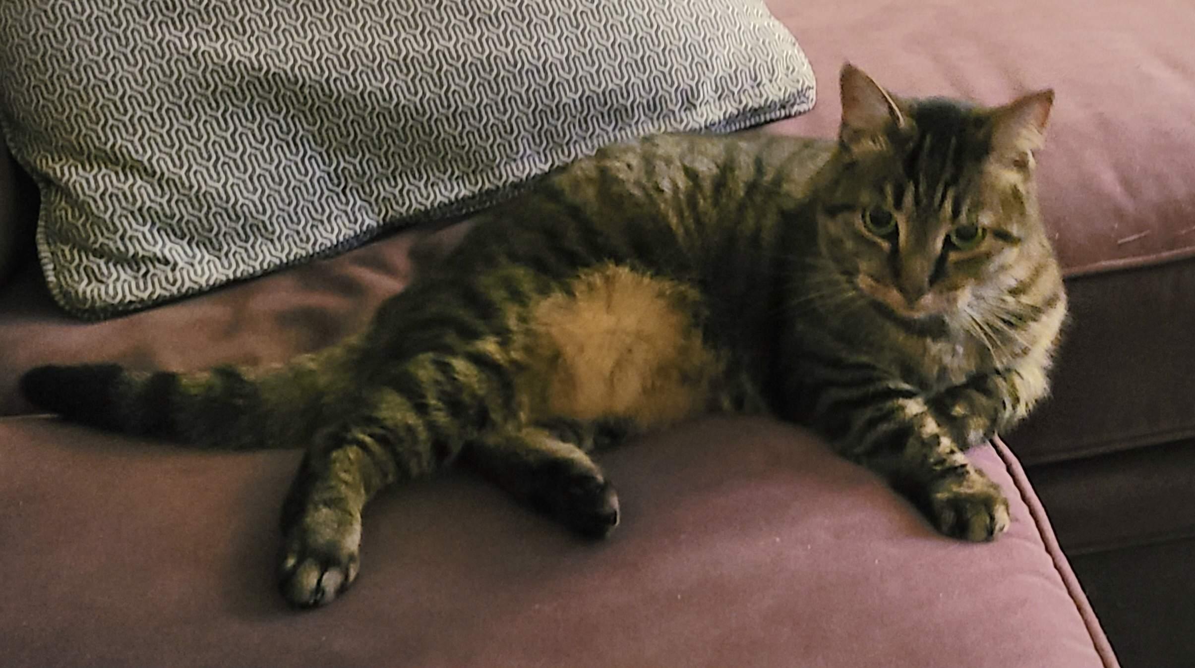 Enlarge Lydia, a Adoptable mixed breed in Baltimore, MD image 8/8