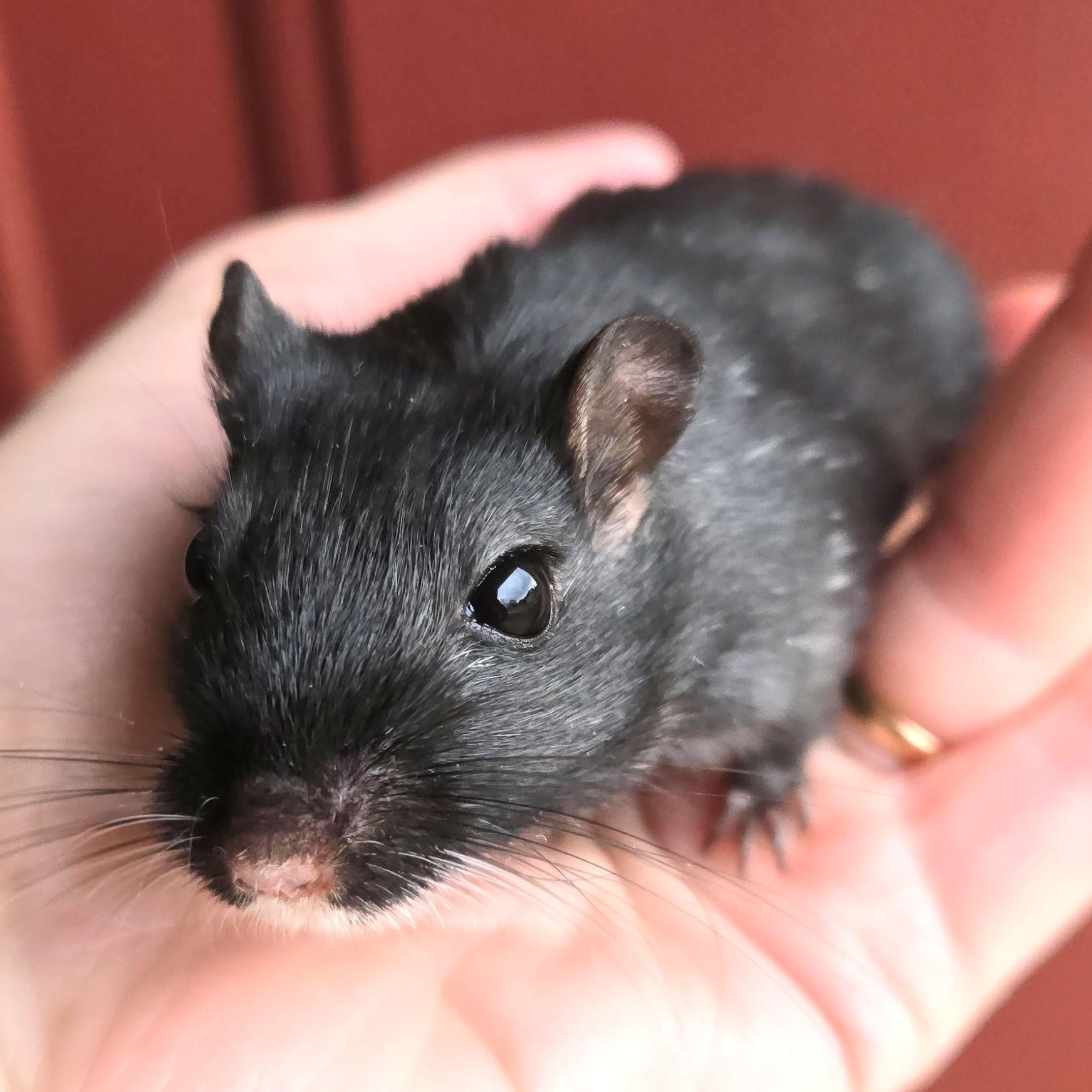 Enlarge Shamrock, an adopted Gerbil in Boyertown, PA image 4/6