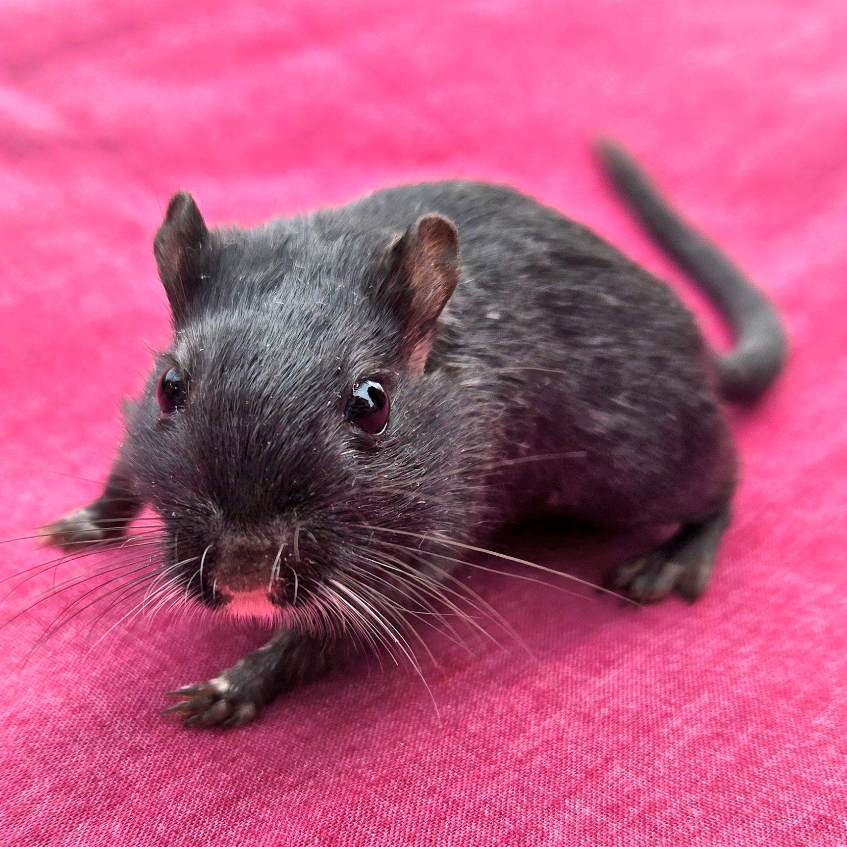Enlarge Shamrock, an adopted Gerbil in Boyertown, PA image 3/6