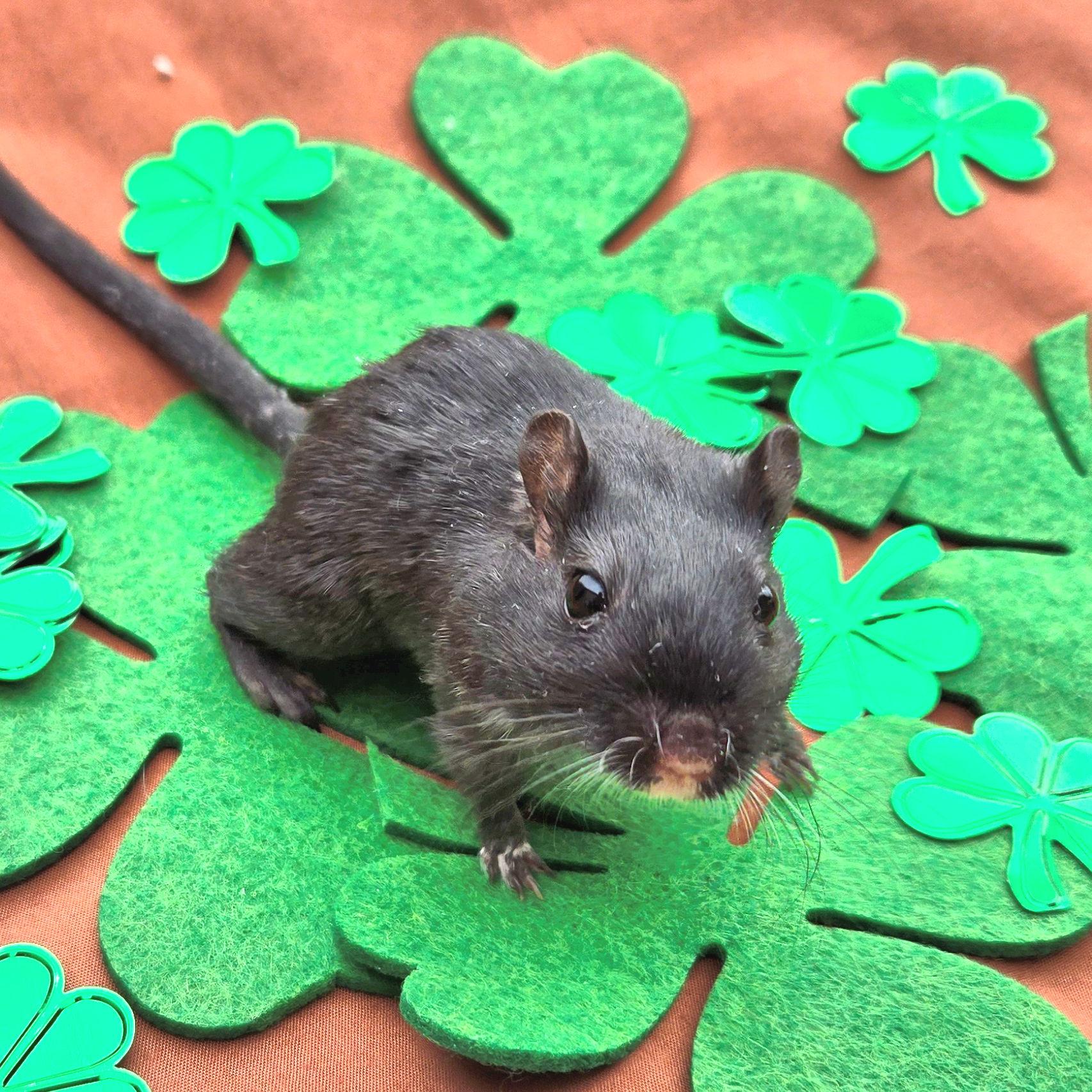 Shamrock, adopted, Senior Female Gerbil.