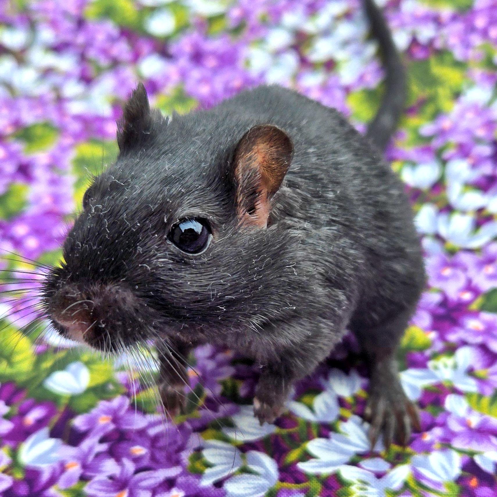 Enlarge Shamrock, an adopted Gerbil in Boyertown, PA image 2/6
