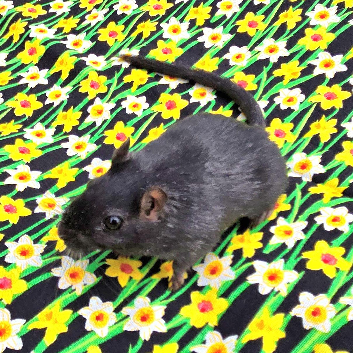 Enlarge Shamrock, an adopted Gerbil in Boyertown, PA image 5/6