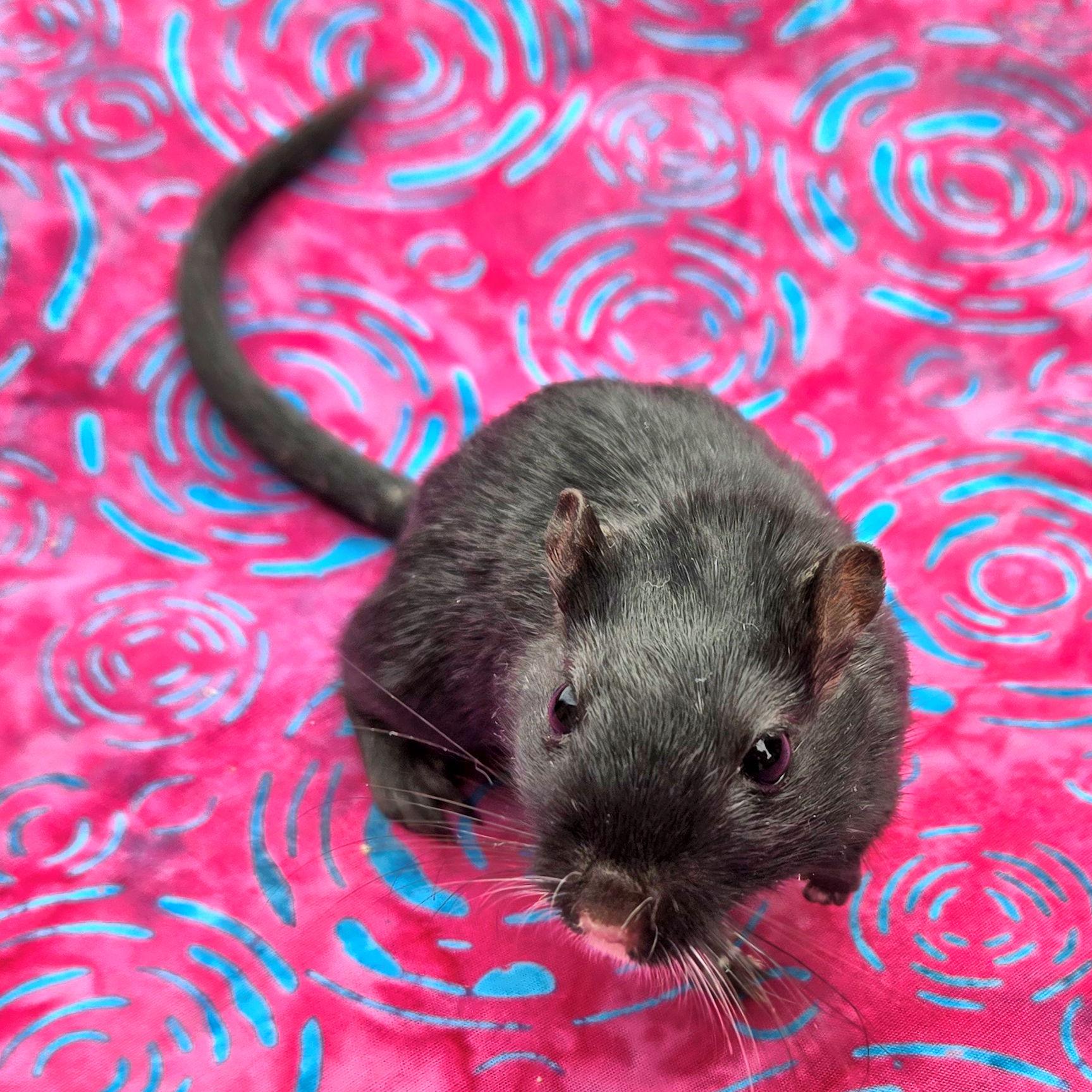 Enlarge Shamrock, an adopted Gerbil in Boyertown, PA image 6/6