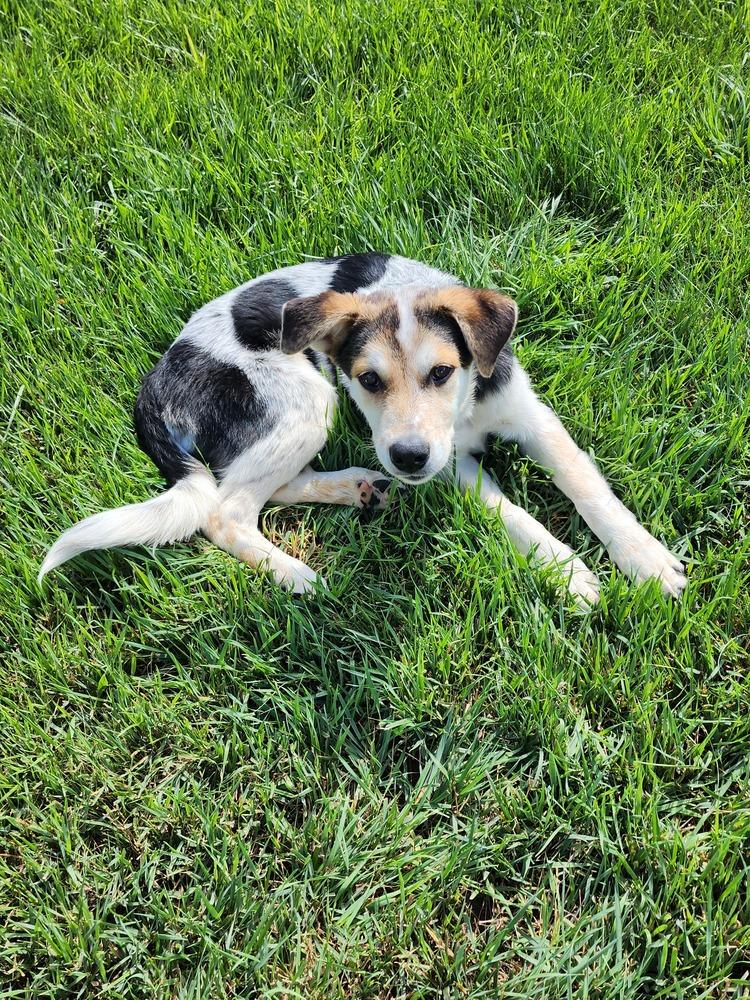 DUNCAN, Adoptable, Puppy Male Australian Cattle Dog / Blue Heeler.
