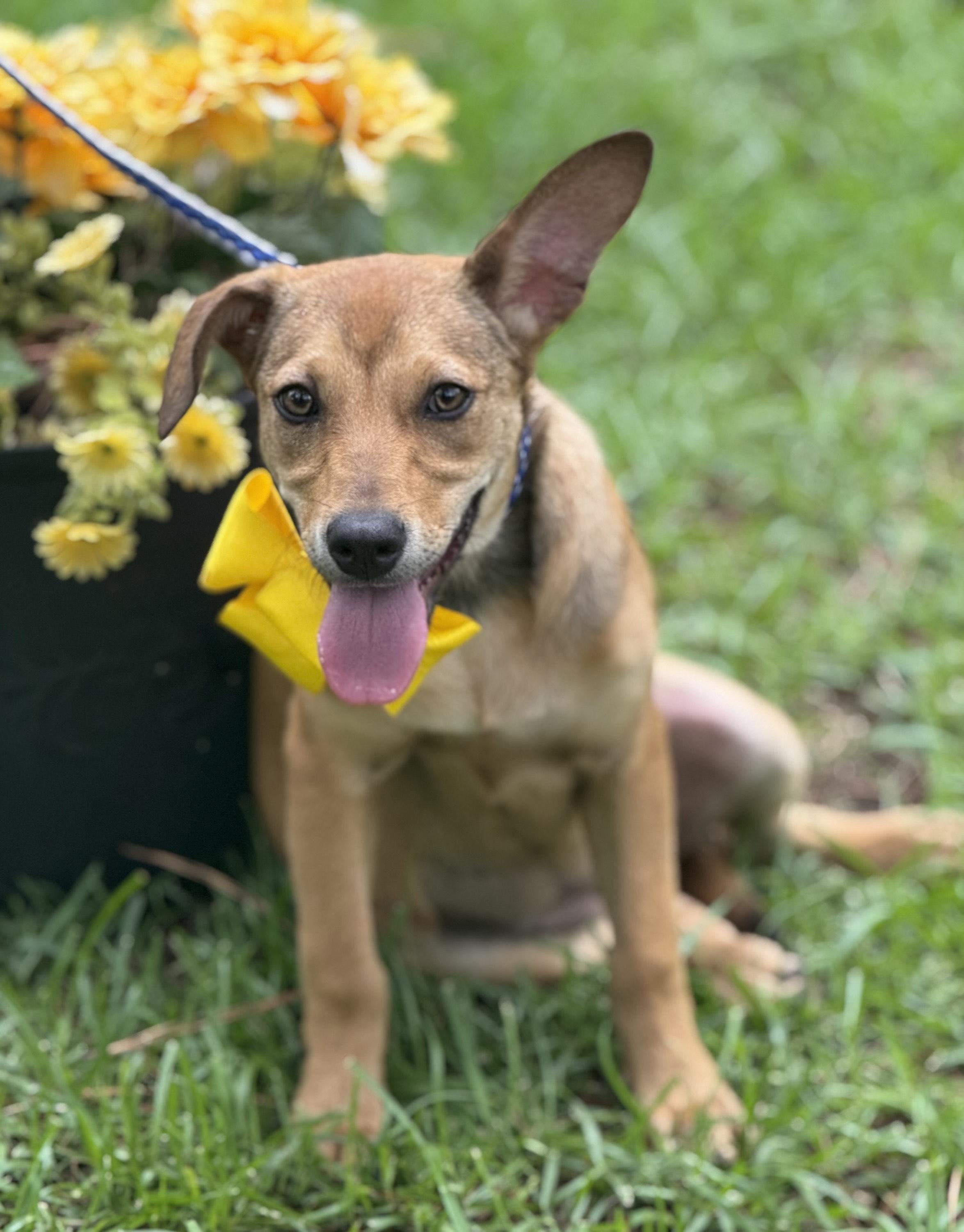 Honey, Young Female Labrador Retriever