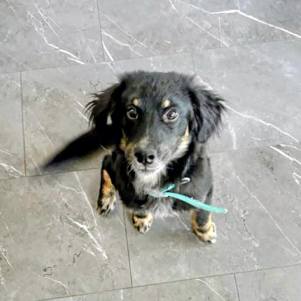 Springer (20251023-01)