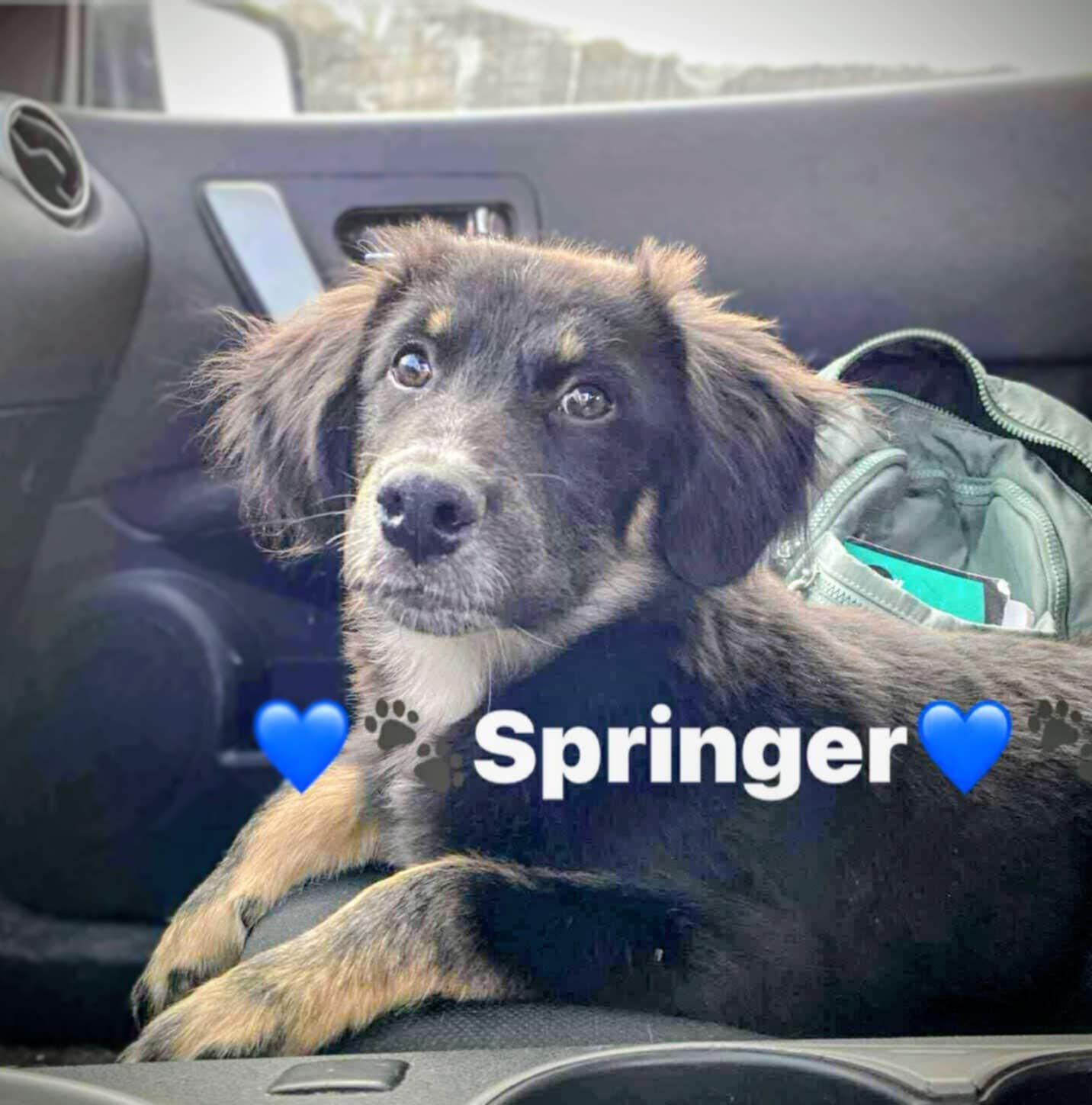 Springer (20251023-01)