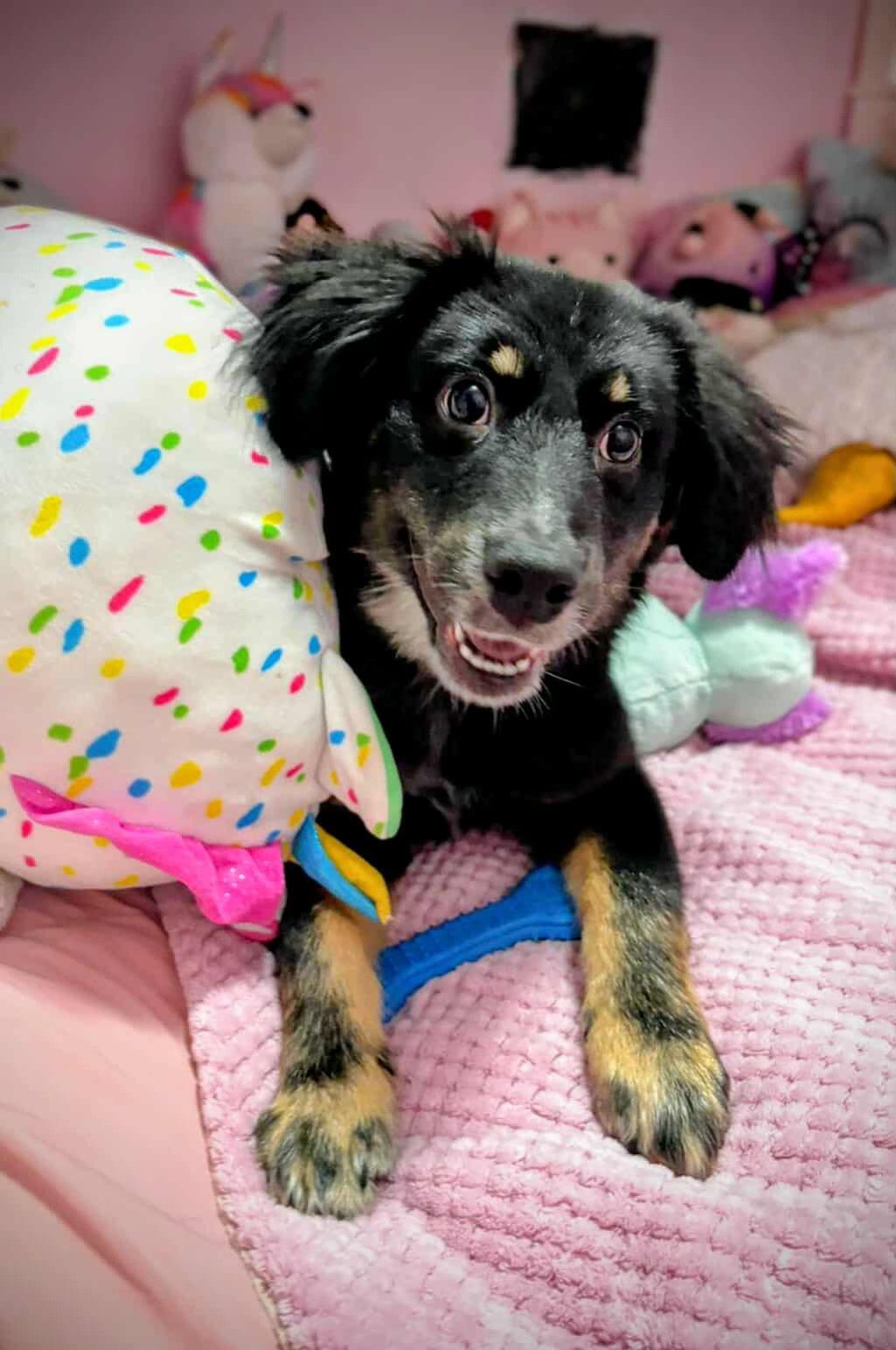 Springer (20251023-01)