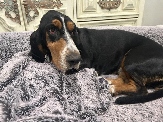 Roxy (W. Sacramento), Adoptable, Young Female Basset Hound.