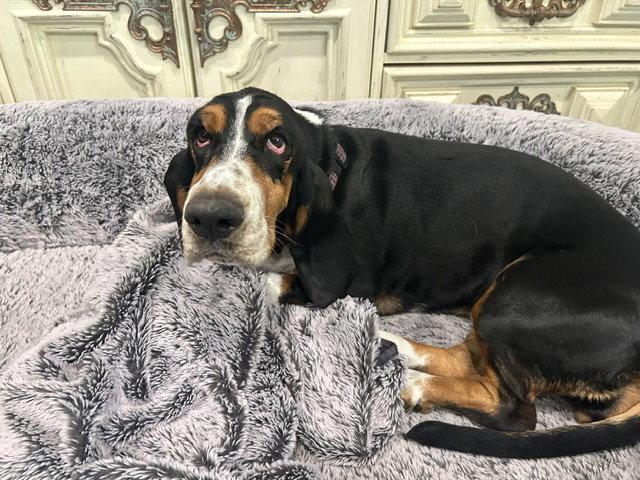 Enlarge Roxy (W. Sacramento), a Adoptable Basset Hound in Petaluma, CA image 2/3