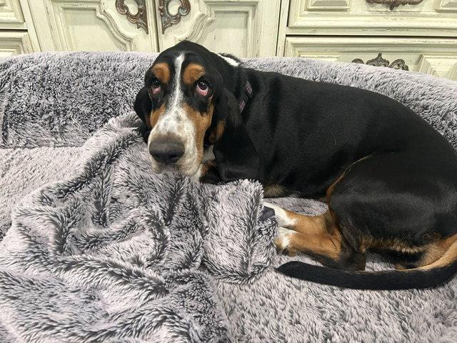 Enlarge Roxy (W. Sacramento), a Adoptable Basset Hound in Petaluma, CA image 3/3