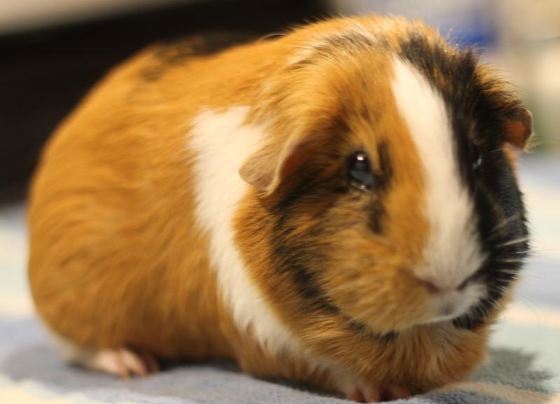 Enlarge Patata, a ADOPTABLE Guinea Pig in Budd Lake, NJ image 3/6