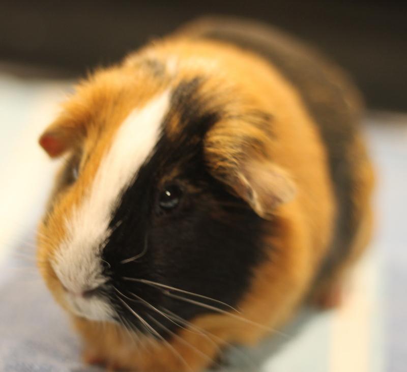 Enlarge Patata, a ADOPTABLE Guinea Pig in Budd Lake, NJ image 6/6