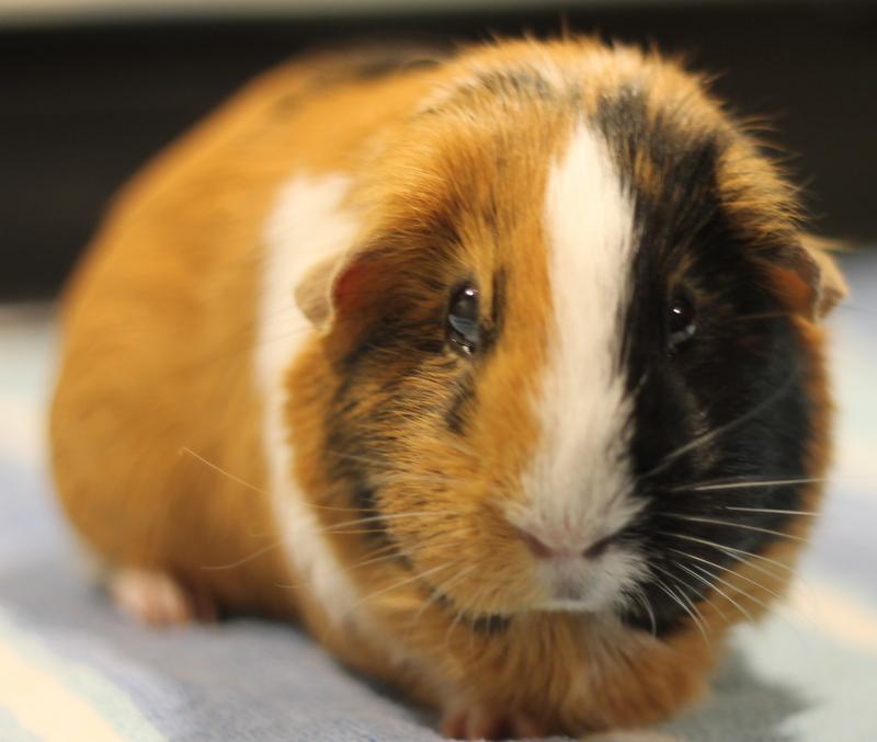 Enlarge Patata, a ADOPTABLE Guinea Pig in Budd Lake, NJ image 2/6