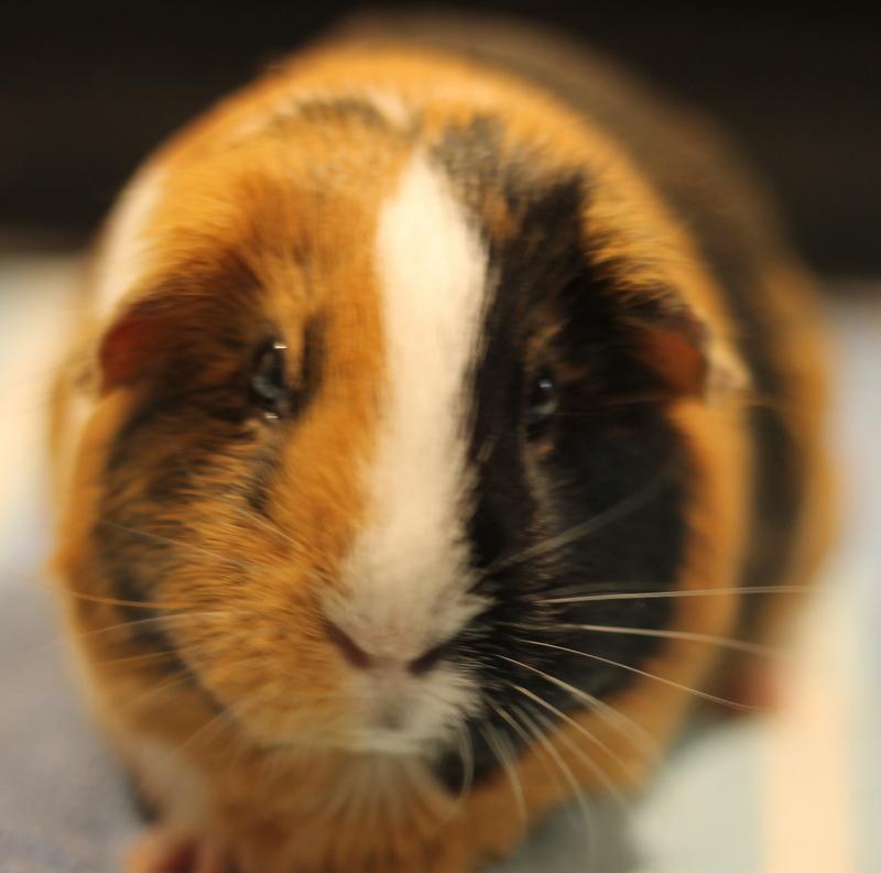 Enlarge Patata, a ADOPTABLE Guinea Pig in Budd Lake, NJ image 1/6