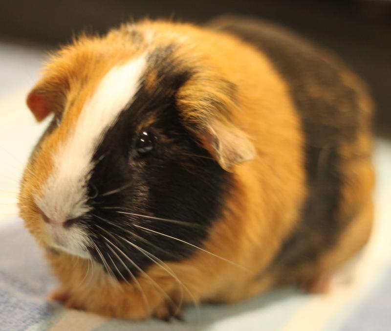 Enlarge Patata, a ADOPTABLE Guinea Pig in Budd Lake, NJ image 5/6