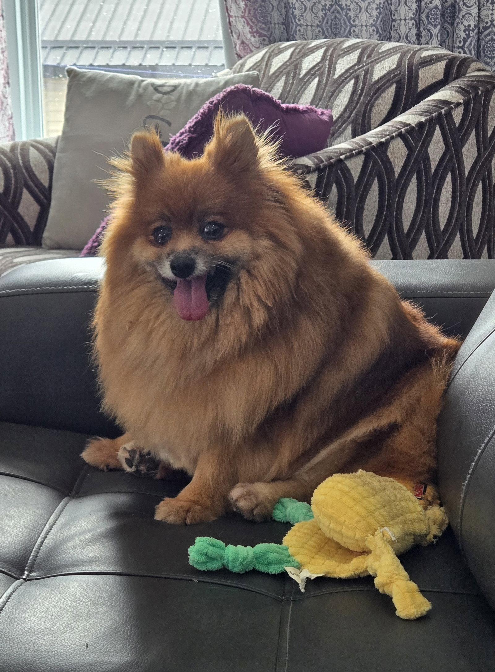 Dolly 4463, Adoptable, Adult Female Pomeranian.