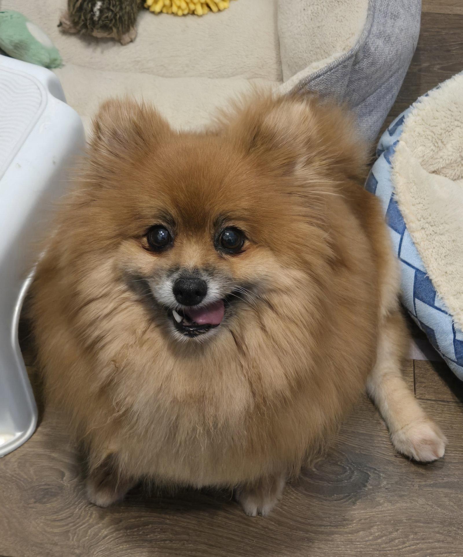 Dolly 4463, a Adoptable Pomeranian in Pickering, ON image 2/3
