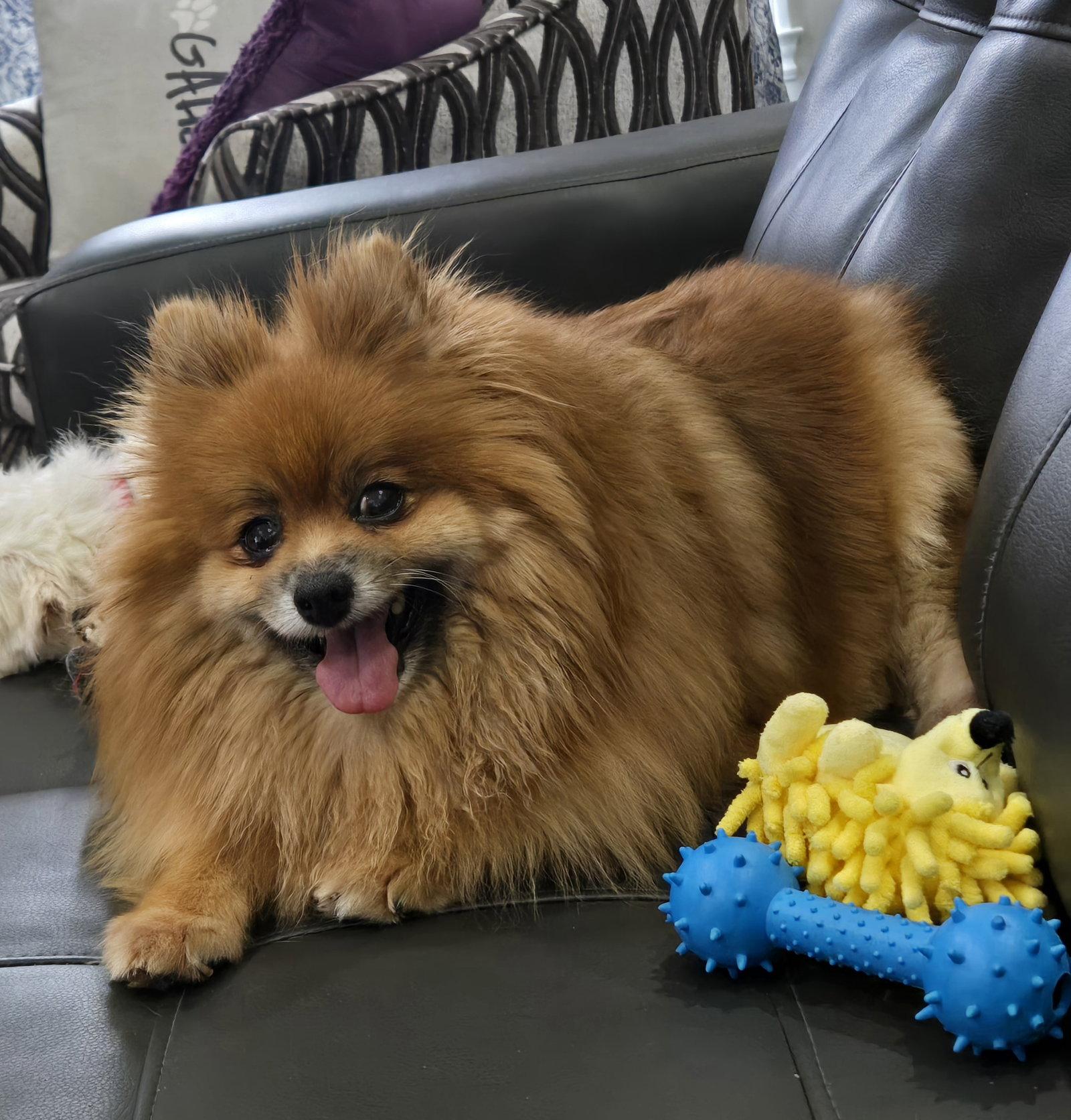 Dolly 4463, a Adoptable Pomeranian in Pickering, ON image 3/3