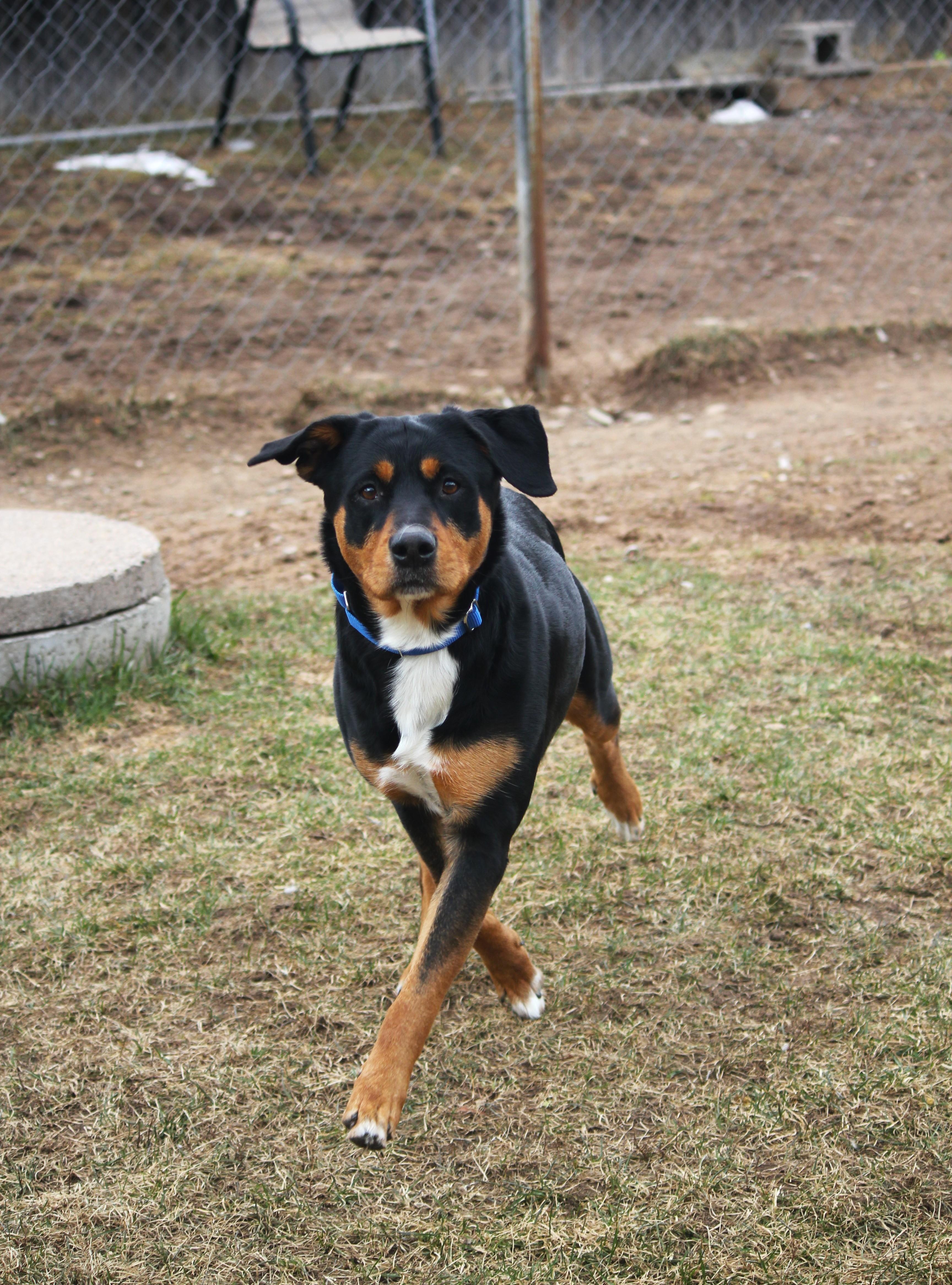 Enlarge Coco, a Adoptable Rottweiler in Hayward, WI image 4/4