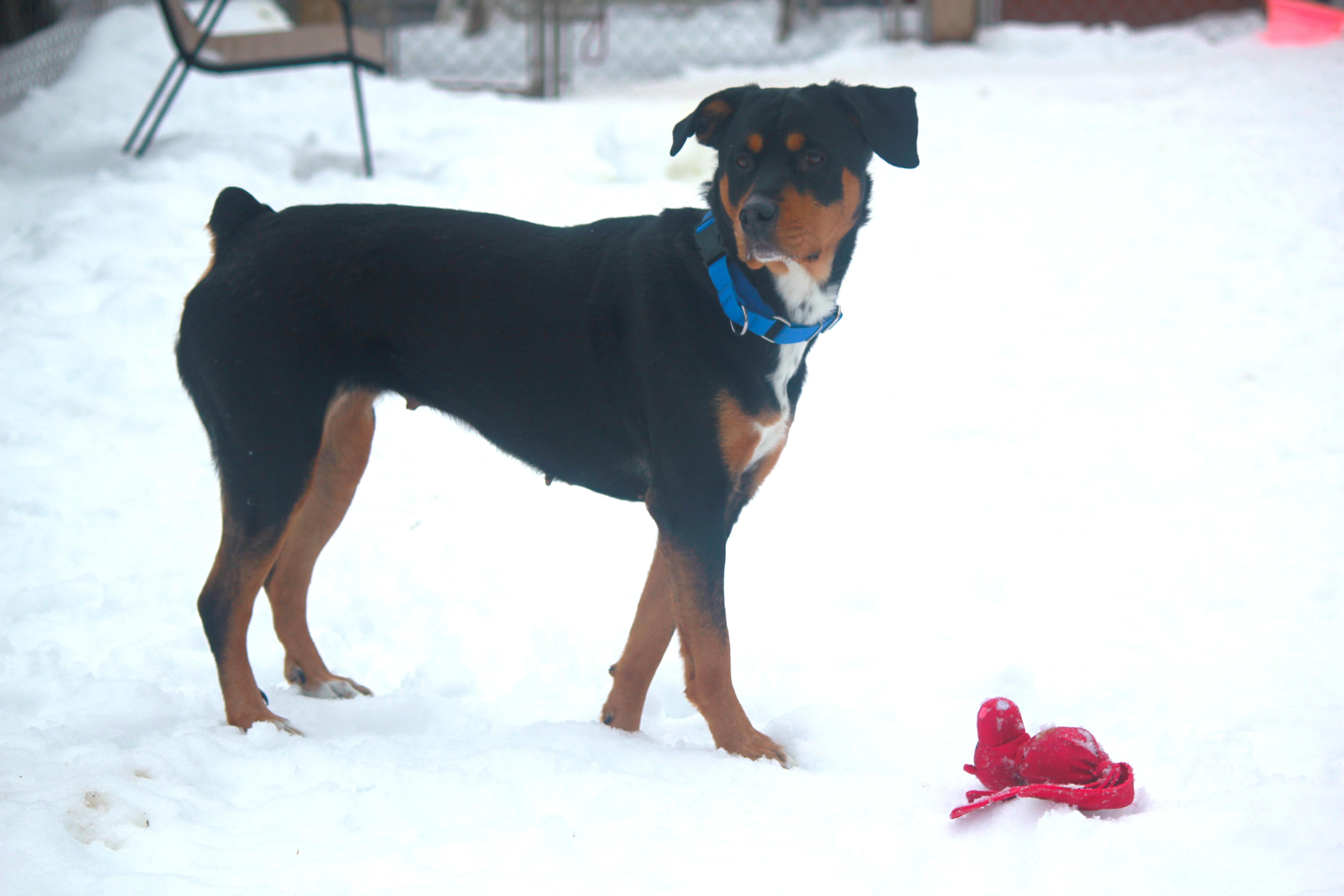 Enlarge Coco, a Adoptable Rottweiler in Hayward, WI image 4/4