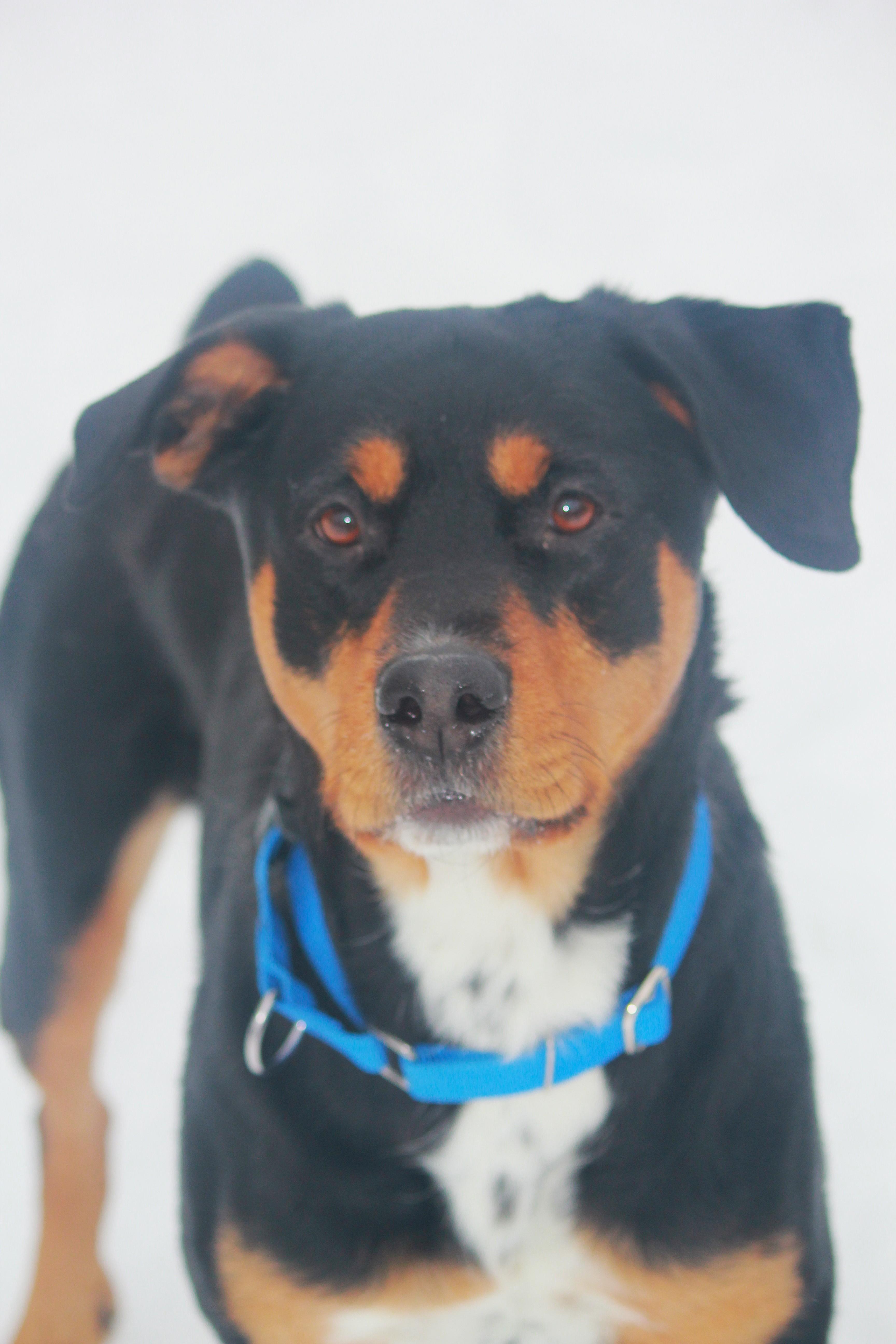 Enlarge Coco, a Adoptable Rottweiler in Hayward, WI image 3/4