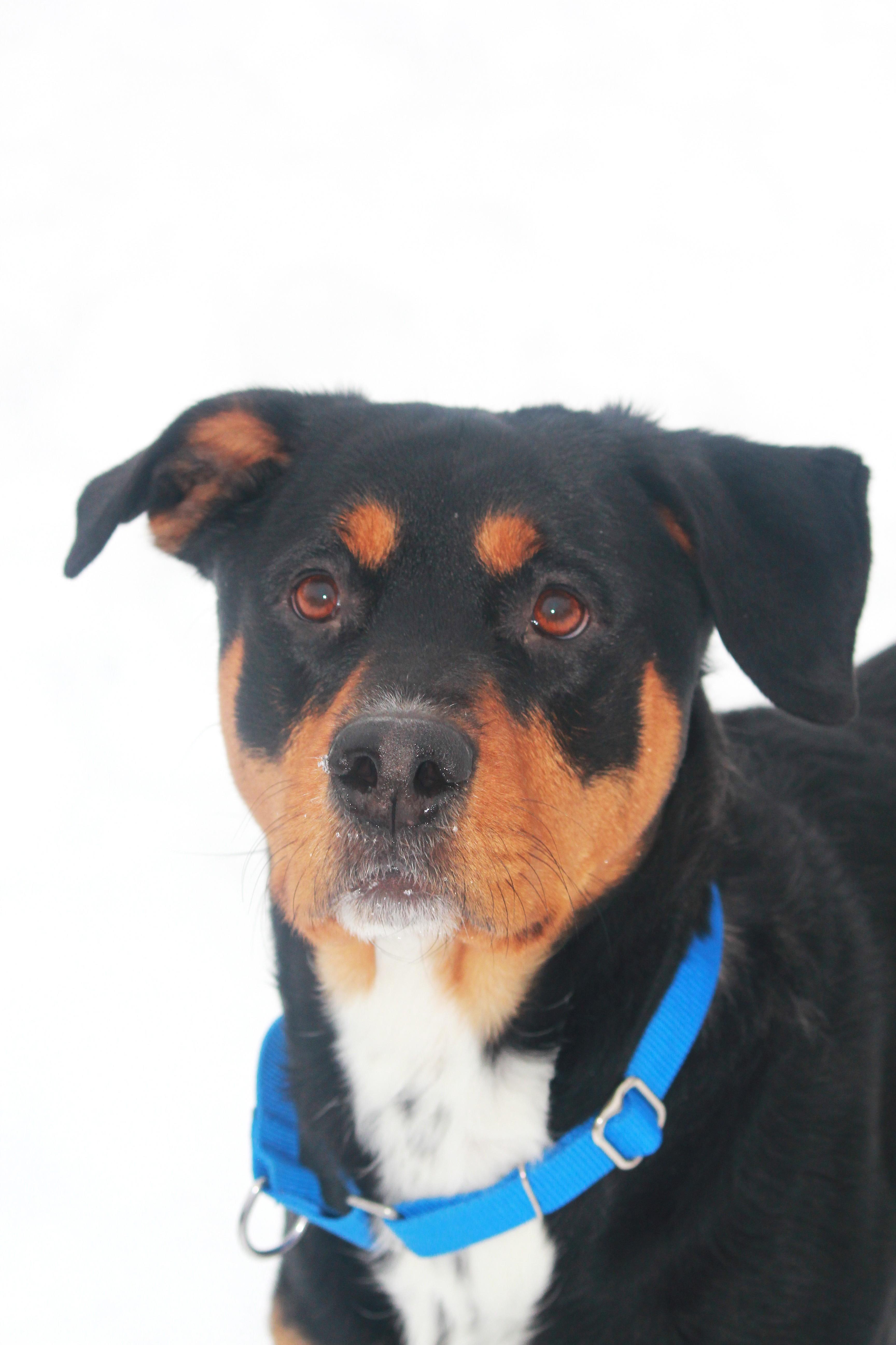 Coco, Adoptable, Adult Female Rottweiler.