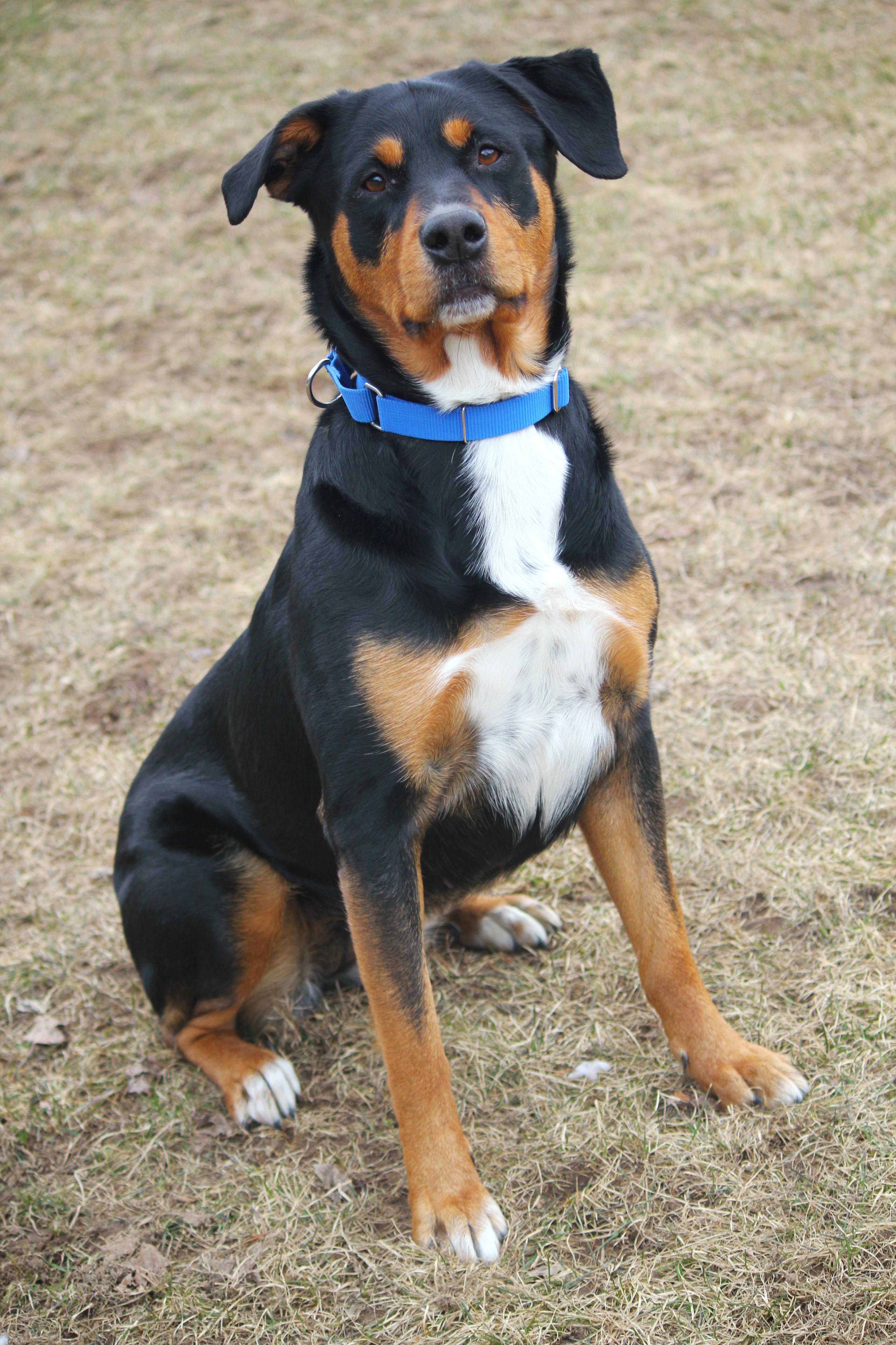 Enlarge Coco, a Adoptable Rottweiler in Hayward, WI image 2/4