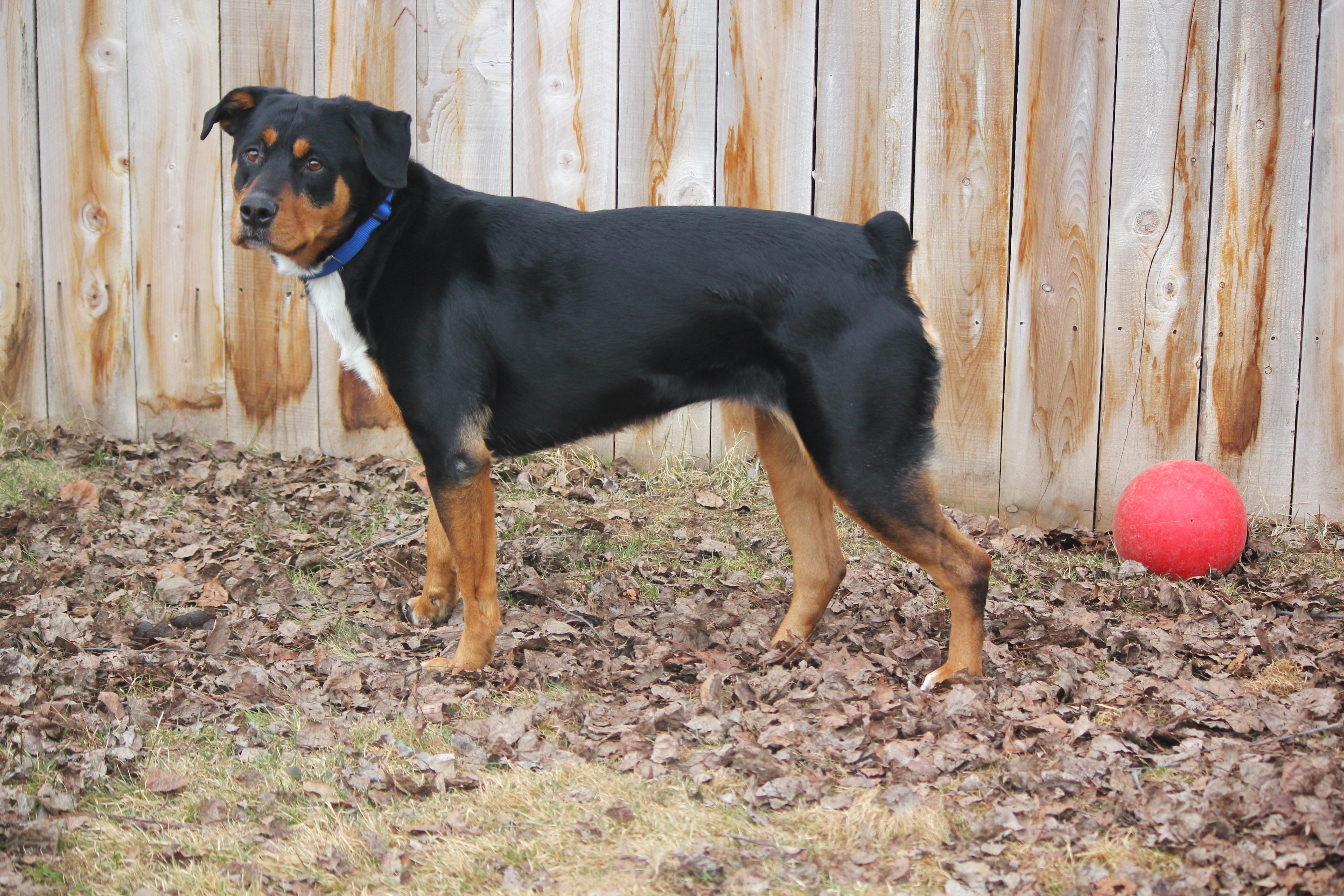 Enlarge Coco, a Adoptable Rottweiler in Hayward, WI image 3/4