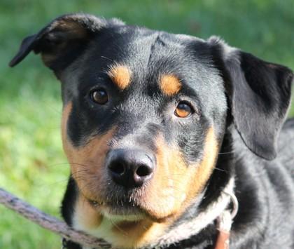 Enlarge Coco, a Adoptable Rottweiler in Hayward, WI image 1/1